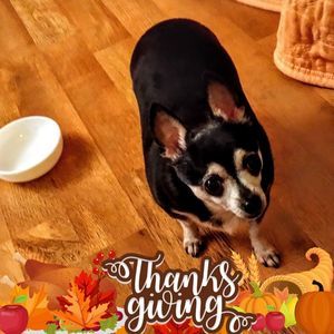 Meet your Posher, Deedee